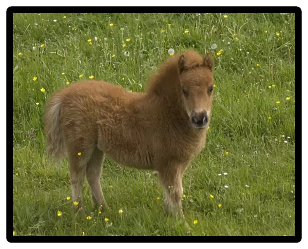 Shetland pony DP049445