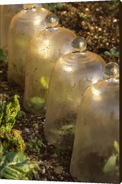 Row of bell cloches M070037