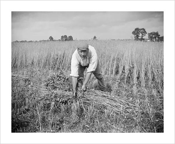 Corn harvest, Haddenham, Buckinghamshire a97_05375