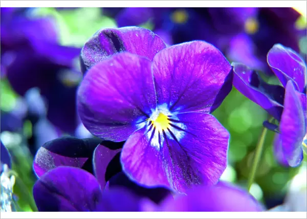 Violets N100281
