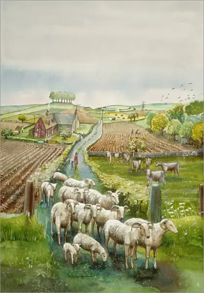 Rural landscape J910035