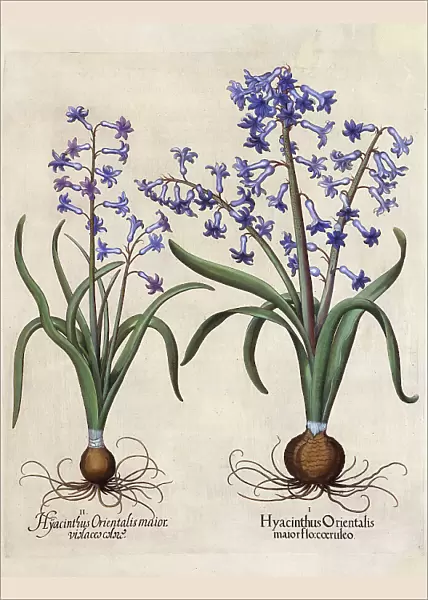 Hyacinthus Orientalis (Hyacinth)