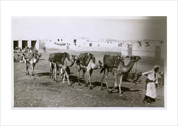 Camel Train Saudi Arabia Sailor Jeddah Jedda