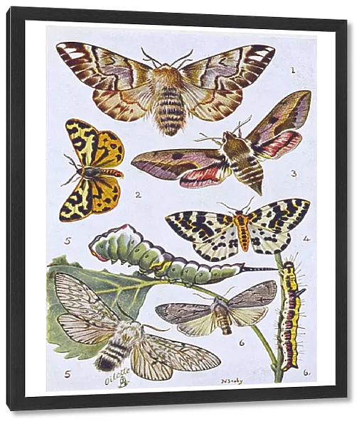 British Moths and Caterpillars - Various