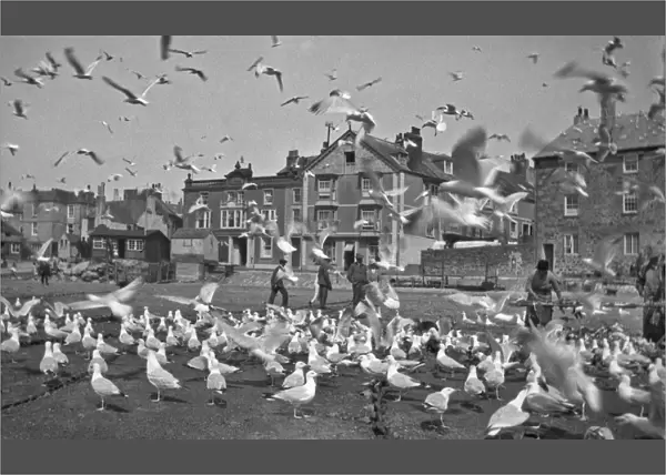 Flock of seagulls on a street, St Ives, Cornwall