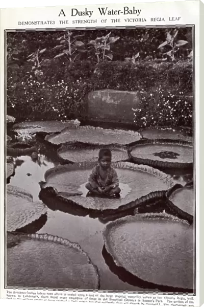 Indian boy sitting on Victoria Regia water lily leaf