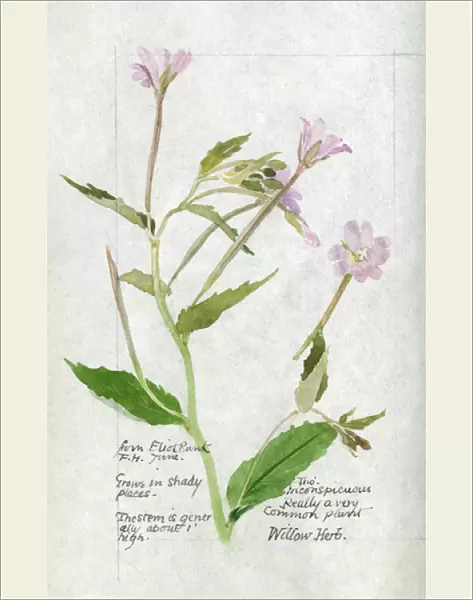Botanical Sketchbook -- Willow Herb