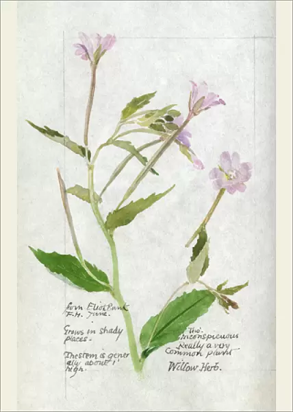 Botanical Sketchbook -- Willow Herb