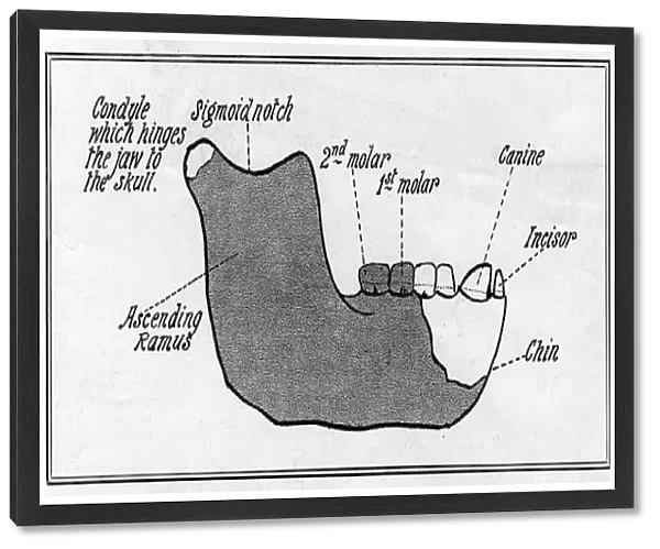 The Piltdown jaw: a reconstruction by W. P Pycraft