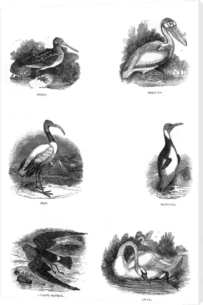 Various birds