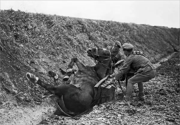 Cavalry pack horse takes a fall, Western Front, WW1
