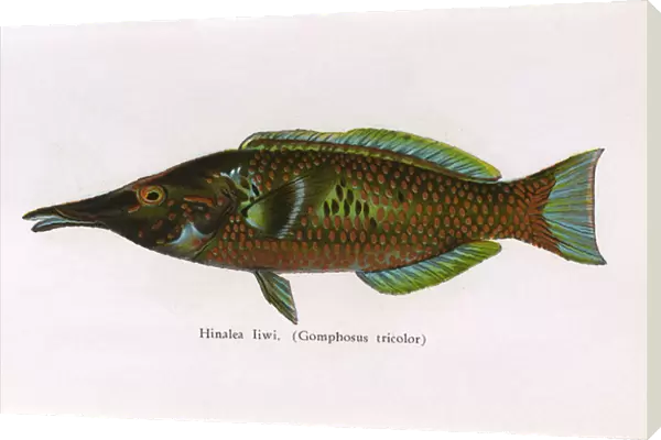 Hinalea Iiwi, Fishes of Hawaii
