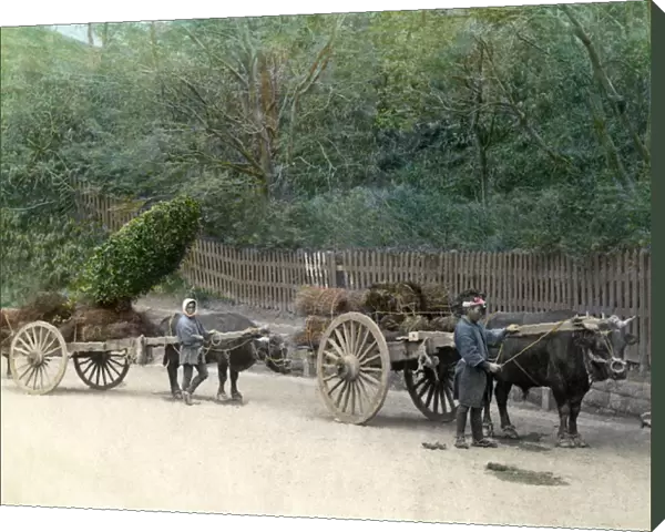 Men with ox carts, Japan