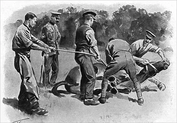 Trying to shoe a mule, WW1