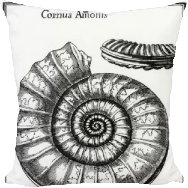 Ammonites: fossilized cephalopods