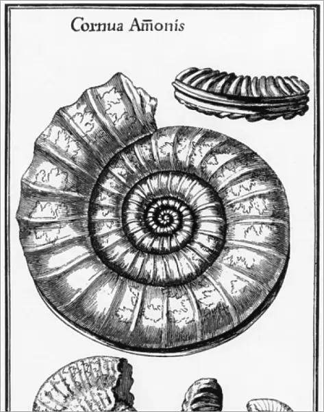 Ammonites: fossilized cephalopods