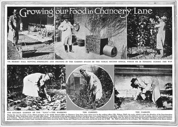 Growing food in Chancery Lane, WW1
