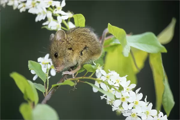 Northern birch mouse feeds on bird cherry (Prunus