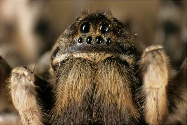 Tarantula spider - close-up of face