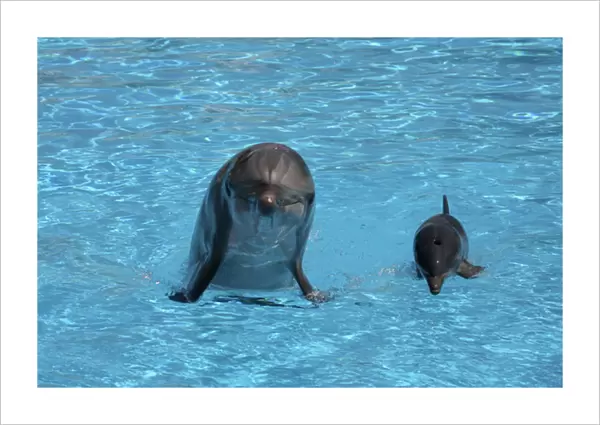 Bottlenose Dolphin - Newborn Baby  /  Calf first