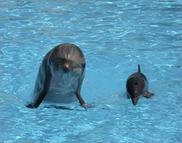 Bottlenose Dolphin - Newborn Baby  /  Calf first