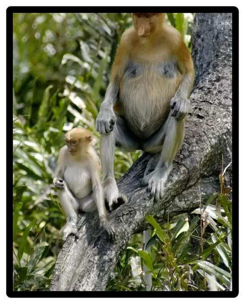 Female Proboscis monkey with an infant came with