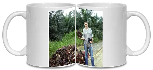 Oil palm fruits are piled on a road-side along