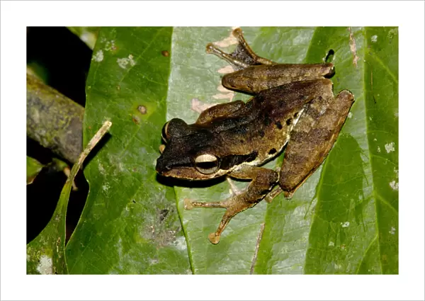 Dark-eared Tree Frog is hides among giant leaves