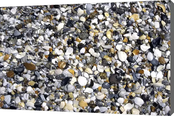 Shells & pebbles on beach