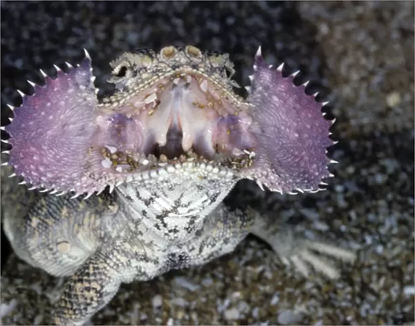 Secret Toad-Headed Agama - dispays its collar