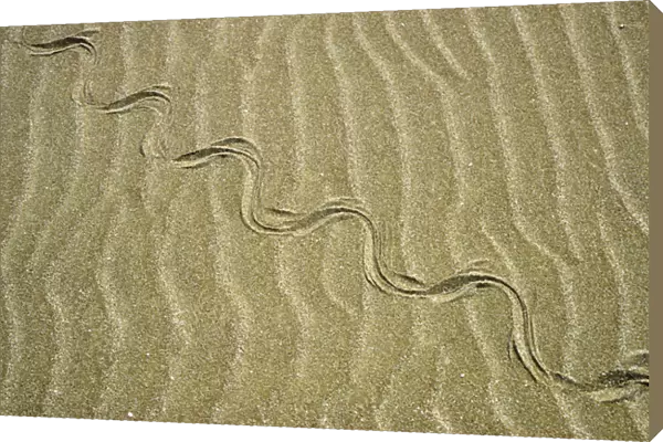 Grass Snake - tracks in sand dunes - desert