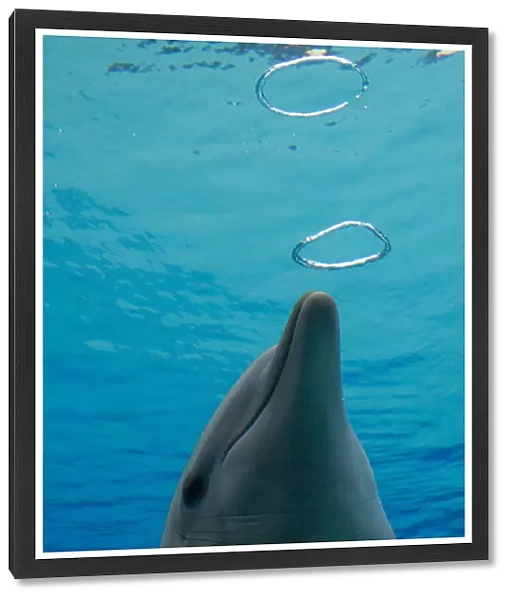 Common Bottlenose Dolphin - with air bubble rings