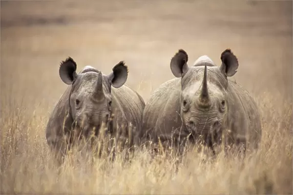 Black  /  Hooked-lipped Rhinoceros - two in long grass