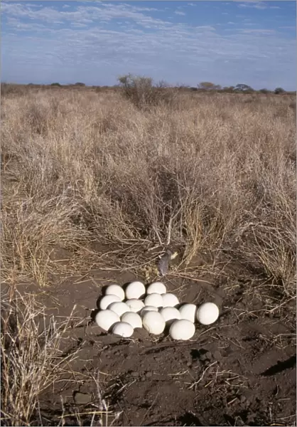 Ostrich - eggs at nest
