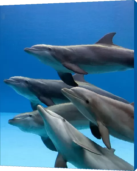 Bottlenose dolphins - underwater