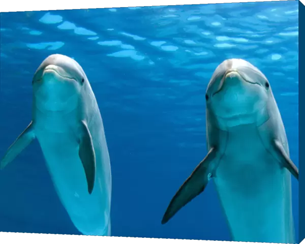 Bottlenose dolphins - underwater