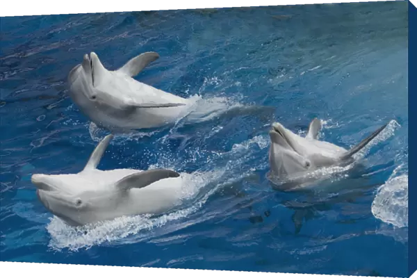 Bottlenose dolphins - 3 together swimming on back