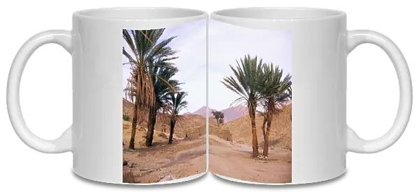 Egypt - Palm trees near ancient water-well