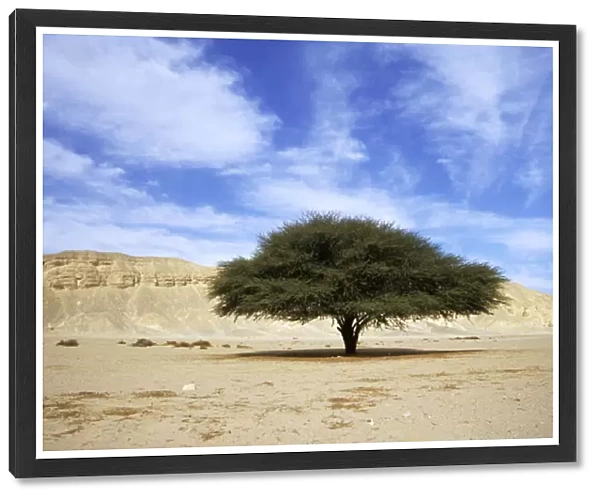 Egypt - Acacia tree in Arabian desert