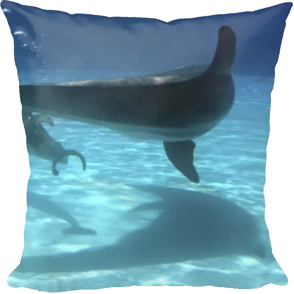 Bottlenose Dolphin - Newborn Baby  /  Calf with Mother