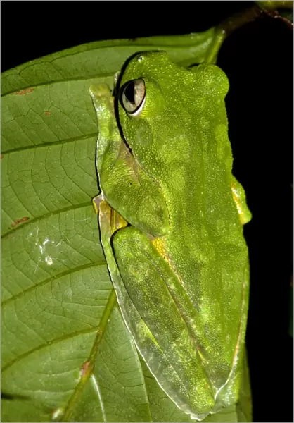 A Wallaces Flying Frog hides in a leaf in undergrowth