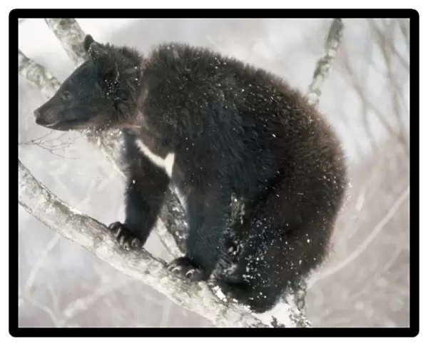 Asiatic Black bear - in tree