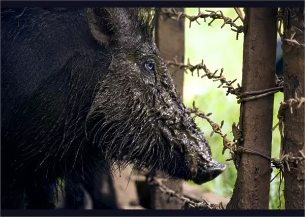 Palawan Bearded Pig - young caught in the wild