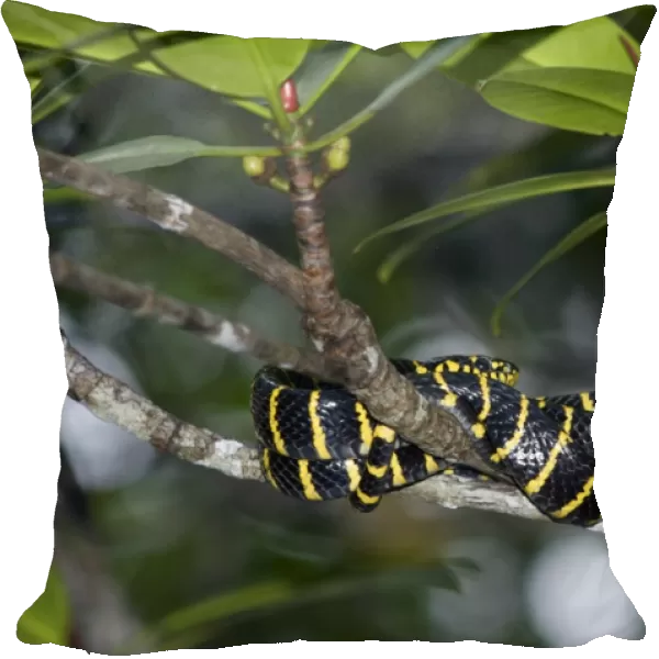 Mangrove Snake  /  Cat-eyed Snake  /  Cat Snake - wrapped-around