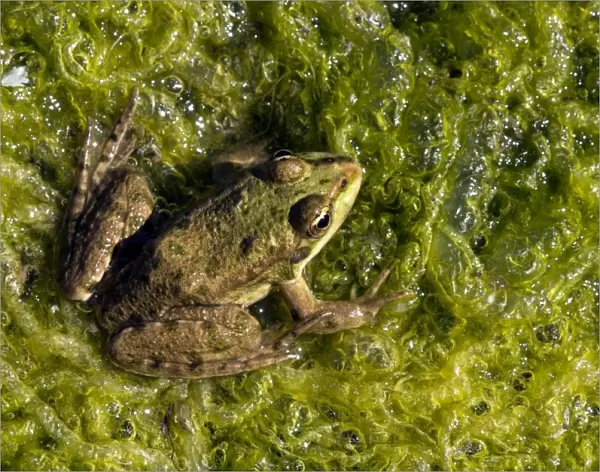 Marsh Frog - basks in the sun