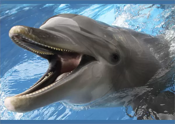 Bottlenose Dolphin - with mouth wide open above surface