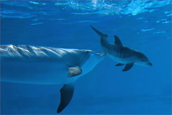 Bottlenose Dolphin - mother is stimulating her