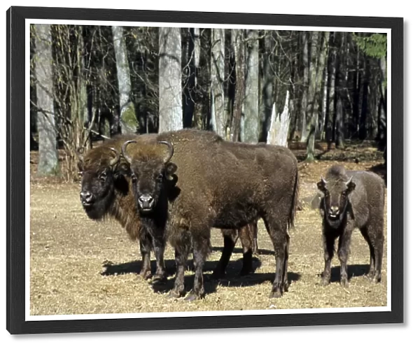 European Bison - adults and juvenile