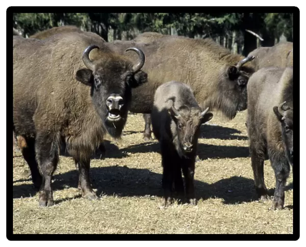 European Bison - adults and juveniles