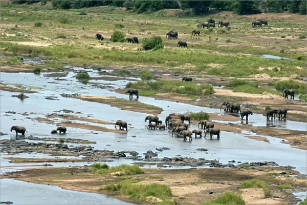 African Bush  /  African Savanna Elephant - group